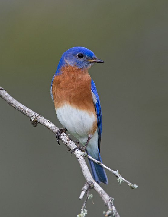 _0SB9037 eastern bluebird.jpg
